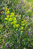 LA JEG, PROVENCE, FRANCE: DESIGNER ANTHONY PAUL - CLOSE UP OF MEADOW FLOWERS - EUPHORBIA, MEDITERRANEAN, GARDEN, GREEN, PROVENCE, MAY, WILDFLOWER, WILD FLOWERS