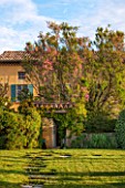 JEG, PROVENCE, FRANCE: DESIGN: ANTHONY PAUL - THE HOUSE WITH BLUE SHUTTERS. PINK FLOWERS OF TAMARISK. LAWN WITH PAVING STONE STEPS. SUMMER,  COUNTRY, GARDEN