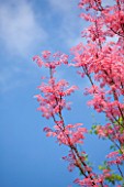 RHS GARDEN, WISLEY, SURREY: PLANT PORTRAIT OF THE PINK FLOWER OF TOONA SINENSIS FLAMINGO - CEDAR, MAHOGANY, MAY, EARLY SUMMER, SPRING, LEAVES, FOLIAGE, TREES, BLUE, SKY