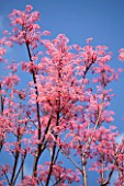 RHS GARDEN, WISLEY, SURREY: PLANT PORTRAIT OF THE PINK FLOWER OF TOONA SINENSIS FLAMINGO - CEDAR, MAHOGANY, MAY, EARLY SUMMER, SPRING, LEAVES, FOLIAGE, TREES, BLUE, SKY