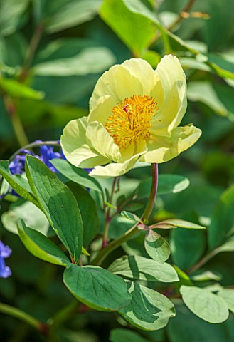 RHS_GARDEN_WISLEY_SURREY_PLANT_PORTRAIT_OF_THE_YELLOW_FLOWER_OF_A_PEONY__PAEONIA_MLOKOSEWITSCHII__MO