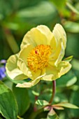 RHS GARDEN, WISLEY, SURREY: PLANT PORTRAIT OF THE YELLOW FLOWER OF A PEONY - PAEONIA MLOKOSEWITSCHII - MOLLY THE WITCH. YELLOW, SHRUB, PETALS