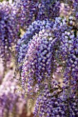 RHS GARDEN, WISLEY, SURREY: PLANT PORTRAIT OF THE WHITE AND BLUE FLOWER OF WISTERIA FLORIBUNDA DOMINO - AGM, SCENT, SCENTED, CLIMBER, SPRING, FRAGRANT, DECIDUOUS, SHRUB, TREE