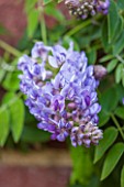 RHS GARDEN, WISLEY, SURREY: PLANT PORTRAIT OF THE LIGHT PURPLE FLOWER OF WISTERIA MACROSTACHYA AUNT DEE. SCENT, SCENTED, CLIMBER, SPRING, FRAGRANT, DECIDUOUS, SHRUB, WALL