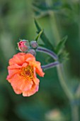 PETTIFERS, OXFORDSHIRE: CLOSE UP PLANT PORTRAIT OF THE ORANGE FLOWER OF GEUM PRINSES JULIANA. SPRING, MAY, FLOWERS, PETALS, PERENNIAL, PERENNIALS