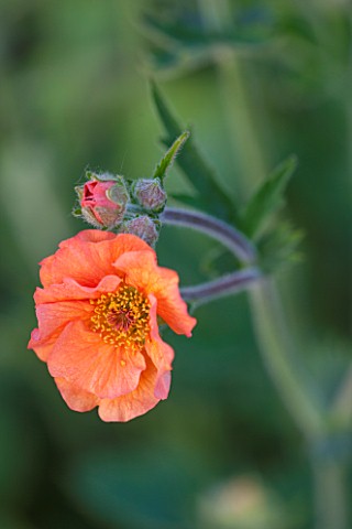PETTIFERS_OXFORDSHIRE_CLOSE_UP_PLANT_PORTRAIT_OF_THE_ORANGE_FLOWER_OF_GEUM_PRINSES_JULIANA_SPRING_MA