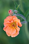 PETTIFERS, OXFORDSHIRE: CLOSE UP PLANT PORTRAIT OF THE ORANGE FLOWER OF GEUM PRINSES JULIANA. SPRING, MAY, FLOWERS, PETALS, PERENNIAL, PERENNIALS