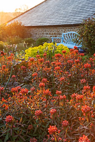 PETTIFERS_OXFORDSHIRE_BORDER_WITH_BLUE_WOODEN_BENCH__SEAT__EUPHORBIA_GRIFFITHII_FERN_COTTAGE_FLOWER_