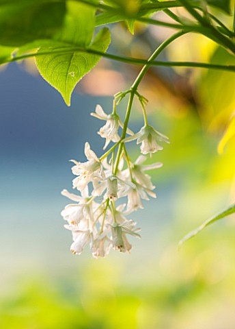PETTIFERS_OXFORDSHIRE_CLOSE_UP_PLANT_PORTRAIT_OF_THE_WHITE_FLOWER_OF_STAPHYLEA_COLCHICA__LEAVES_GREE