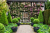 WOLLERTON OLD HALL, SHROPSHIRE: GRAVEL PATH, WOODEN BENCH, HOUSE WALL COVERED IN ROSES - ROSA ZEPHERINE DROUHIN, ROSA GLOIRE DE DIJON - CLIMBING TEA ROSE, TOPIARY, BOX, FORMAL, MAY