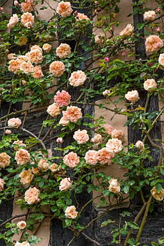WOLLERTON_OLD_HALL_SHROPSHIRE_HOUSE_WALL_COVERED_IN_ROSES__ROSA_GLOIRE_DE_DIJON_MAY_DECIDOUS_CLIMBER