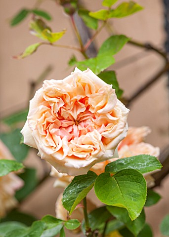 WOLLERTON_OLD_HALL_SHROPSHIRE_CLOSE_UP_PLANT_PORTRAIT_OF_THE_ORANGE_FLOWER_OF_THE_CLIMBING_ROSE__ROS