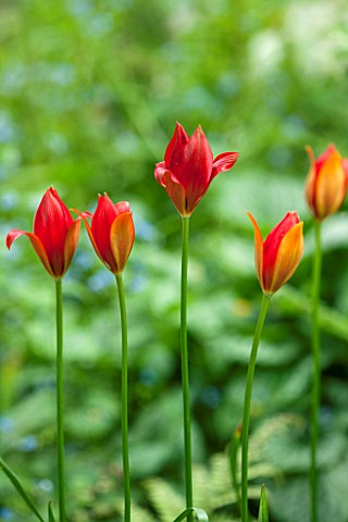 WOLLERTON_OLD_HALL_SHROPSHIRE_CLOSE_UP_PLANT_PORTRAIT_OF_THE_RED_FLOWERS_OF_THE_TULIP__TULIPA_SPRENG
