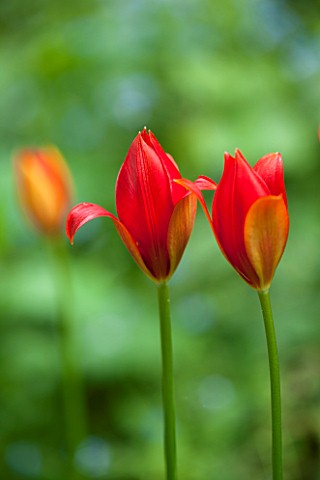 WOLLERTON_OLD_HALL_SHROPSHIRE_CLOSE_UP_PLANT_PORTRAIT_OF_THE_RED_FLOWERS_OF_THE_TULIP__TULIPA_SPRENG