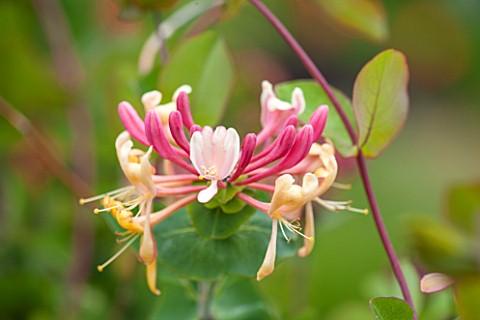 WOLLERTON_OLD_HALL_SHROPSHIRE_CLOSE_UP_PLANT_PORTRAIT_OF_THE_FLOWER_OF_HONEYSUCKLE__LONICERA_PERICLY