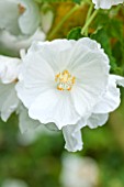 WOLLERTON OLD HALL, SHROPSHIRE: CLOSE UP PLANT PORTRAIT OF THE WHITE FLOWER OF ABUTILON NYMANS WHITE- MAY, SUMMER, SPRING, FLOWERS, CREAM, SHRUB, FLOWERS