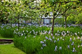 BRYANS GROUND, HEREFORDSHIRE: THE ORCHARD IN LATE SPRING WITH APPLE TREES AND BLUE FLOWERS OF IRIS SIBIRICA PAPILLON - SPRING, COUNTRY GARDEN, FLOWERING, GRASS, PATH