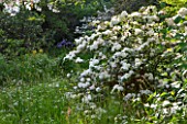 BRYANS GROUND, HEREFORDSHIRE: WHITE FLOWERS OF VIBURNUM AND COW PARSLEY IN CRICKET WOOD - WOODS, WOODLAND, SHADE, MAY, SPRING