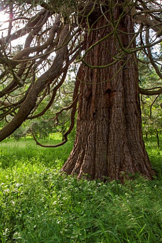BRYANS_GROUND_HEREFORDSHIRE_TRUNK_AND_BARK_OF_A_WELLINGTONIA_TREE__SEQUOIADENDRON_GIGANTEUM__IN_CRIC