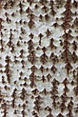 BRYANS GROUND, HEREFORDSHIRE: CLOSE UP OF TEXTURE OF BARK OF A WHITE POPLAR - POPULUS ALBA - IN CRICKET WOOD - WOODS, WOODLAND, SHADE, MAY, SPRING, BARK, TRUNK, TREE, TREES