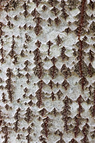 BRYANS_GROUND_HEREFORDSHIRE_CLOSE_UP_OF_TEXTURE_OF_BARK_OF_A_WHITE_POPLAR__POPULUS_ALBA__IN_CRICKET_