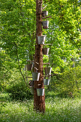 BRYANS_GROUND_HEREFORDSHIRE_TREE_WITH_BUCKETS_IN_CRICKET_WOOD__WOODS_WOODLAND_SHADE_MAY_SPRING_BARK_
