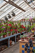 BRYANS GROUND, HEREFORDSHIRE: THE GREEN HOUSE WITH GERANIUMS - GLASS HOUSE, GLASSHOUSE, GREENHOUSE, CONTAINERS, TERRACOTTA
