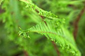 HOPE SHARP STORY, CHELSEA 2016: CLOSE UP PLANT PORTRAIT OF FERN -  DRYOPTERIS AFFINIS CRISTATA THE KING - GREEN, FOLIAGE, LEAF, LEAVES, SHADE, SHADY, MALE