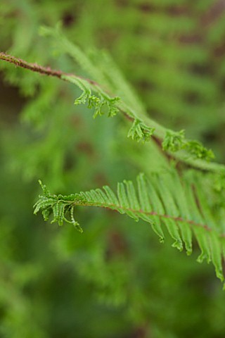 HOPE_SHARP_STORY_CHELSEA_2016_CLOSE_UP_PLANT_PORTRAIT_OF_FERN___DRYOPTERIS_AFFINIS_CRISTATA_THE_KING