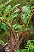HOPE SHARP STORY, CHELSEA 2016: CLOSE UP PLANT PORTRAIT OF FERN -  CYATHEA COOPERI - GREEN, FOLIAGE, LEAF, LEAVES, SHADE, SHADY, FROND
