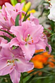 CLOSE UP PLANT PORTRAIT OF THE PINK FLOWERS OF A LILY - LILIUM FREE WORLD - ORIENTAL HYBRID - BULB, SUMMER, FLOWERS, PETALS