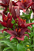 CLOSE UP PLANT PORTRAIT OF THE DARK RED FLOWERS OF A LILY - LILIUM DIMENSION- ASIATIC HYBRID - BULB, SUMMER, FLOWERS, PETALS, BURGUNDY