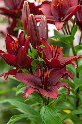 CLOSE_UP_PLANT_PORTRAIT_OF_THE_DARK_RED_FLOWERS_OF_A_LILY__LILIUM_DIMENSION_ASIATIC_HYBRID__BULB_SUM