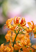 CLOSE UP PLANT PORTRAIT OF THE BURNT ORANGE FLOWERS OF A MARTAGON LILY HYBRID - LILIUM PEPPARD GOLD - BULB, SUMMER, FLOWERS, PETALS