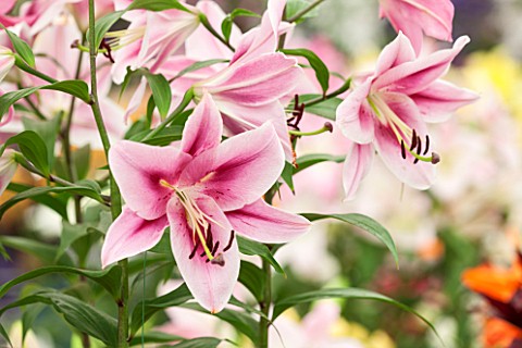 CLOSE_UP_PLANT_PORTRAIT_OF_THE_PINK_FLOWERS_OF_AN_ORIENTAL_TRUMPET_LILY_HYBRID___LILIUM_BLUEBERRY_CR