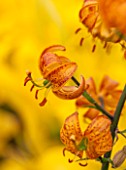 CLOSE UP PLANT PORTRAIT OF THE ORANGE FLOWERS OF A MARTAGON LILY  - LILIUM BROCADE - BULB, SUMMER, FLOWERS, PETALS