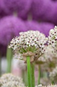 CLOSE UP PLANT PORTRAIT OF THE WHITE FLOWER OF ALLIUM SILVERSPRING - BULB, SUMMER, FLOWERS, PETALS, MAY