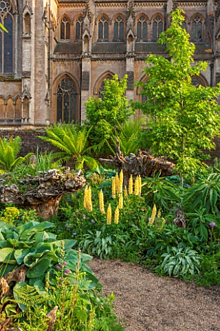 ARUNDEL_CASTLE_GARDENS_WEST_SUSSEX_THE_STUMPERY__WITH_GRAVEL_AND_ECHIUMS_DICKSONIA_ANTARCTICA_FERN_F