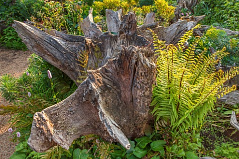 ARUNDEL_CASTLE_GARDENS_WEST_SUSSEX_THE_STUMPERY__WITH_FERNS__SUMMER_TREE_TRUNK_SHADE_SHAFY_TREES_TRU