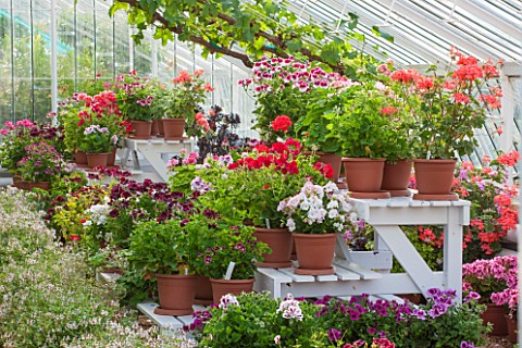 ARUNDEL_CASTLE_GARDENS_WEST_SUSSEX_THE_GREENHOUSE_WITH_GERANIUMS_AND_PELARGONIUMS_ON_WHITE_STANDS__G