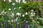 PRIVATE GARDEN LONDON DESIGNED BY LUCY WILLCOX AND ANA SANCHEZ MARTIN: - PLANT COMBINATION / PLANT ASSOCIATION - SALVIA X SYLVESTRIS MAINACHT, ROSA KENT AND ASTRANTIA LARGE WHITE