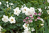 PRIVATE GARDEN LONDON DESIGNED BY LUCY WILLCOX AND ANA SANCHEZ MARTIN: - PLANT COMBINATION / PLANT ASSOCIATION - ROSA KENT AND ASTRANTIA ROMA - WHITE, PINK, PASTEL, PETALS, FLOWERS