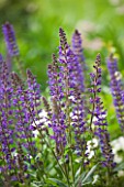 PRIVATE GARDEN LONDON DESIGNED BY LUCY WILLCOX AND ANA SANCHEZ MARTIN: CLOSE UP PLANT PORTRAIT OF THE PURPLE FLOWER OF SALVIA X SYLVESTRIS MAINACHT - FLOWERS, PERENNIAL, SUMMER