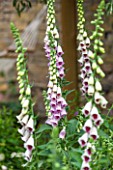 PRIVATE GARDEN LONDON DESIGNED BY LUCY WILLCOX AND ANA SANCHEZ MARTIN: CLOSE UP PLANT PORTRAIT WHITE AND PURPLE FLOWER OF FOXGLOVE - DIGITALIS PURPUREA PAMS CHOICE. PERENNIAL