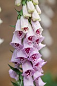 PRIVATE GARDEN LONDON DESIGNED BY LUCY WILLCOX AND ANA SANCHEZ MARTIN: CLOSE UP PLANT PORTRAIT WHITE AND PURPLE FLOWER OF FOXGLOVE - DIGITALIS PURPUREA PAMS CHOICE. PERENNIAL