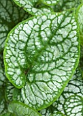 PRIVATE GARDEN LONDON DESIGNED BY LUCY WILLCOX AND ANA SANCHEZ MARTIN: CLOSE UP PLANT PORTRAIT OF LEAF OF BRUNNERA MACROPHYLLA JACK FROST - SILVER, GREY, GREEN, PERENNIAL