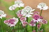 PRIVATE GARDEN LONDON DESIGNED BY LUCY WILLCOX AND ANA SANCHEZ MARTIN: CLOSE UP PLANT PORTRAIT OF THE PINK FLOWERS OF ASTRANTIA ROMA - PERENNIAL, JUNE