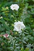 PRIVATE GARDEN LONDON DESIGNED BY LUCY WILLCOX AND ANA SANCHEZ MARTIN: - CLOSE UP PLANT PORTRAIT OF THE WHITE FLOWER OF ROSE - ROSA KENT