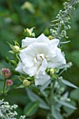 PRIVATE GARDEN LONDON DESIGNED BY LUCY WILLCOX AND ANA SANCHEZ MARTIN: CLOSE UP PLANT PORTRAIT OF THE WHITE FLOWER OF ROSA KENT - FLOWERS