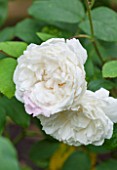 PRIVATE GARDEN LONDON DESIGNED BY LUCY WILLCOX AND ANA SANCHEZ MARTIN: CLOSE UP PLANT PORTRAIT OF A ROSE - ROSA WINCHESTER CATHEDRAL -  SHRUB, SCENT, SCENTED, FLOWERS, FRAGRANT